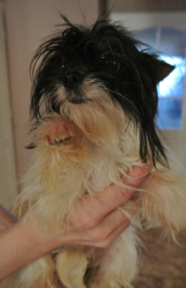 Yorkshirský teriér z množiarne