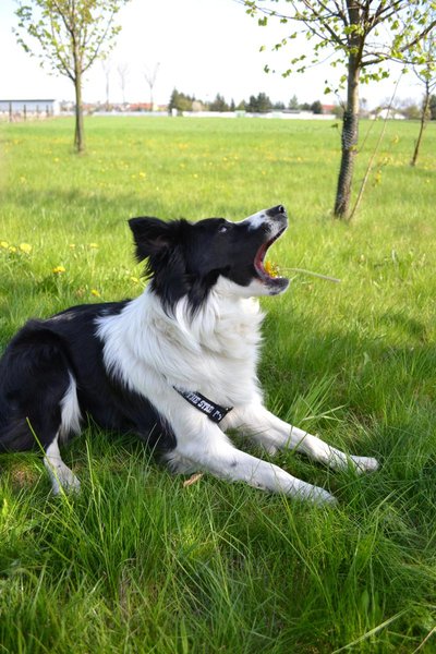 Priamo za ňufákom - 1. charitatívnu pochod na pomoc útulkom