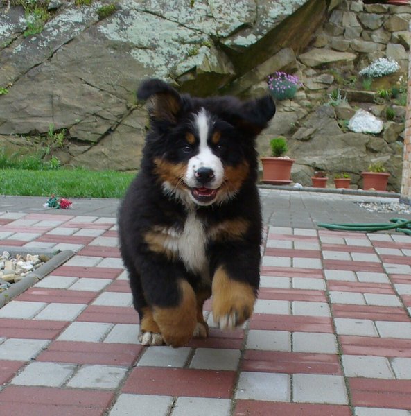 Kam pre šteniatko či dospelého psa?