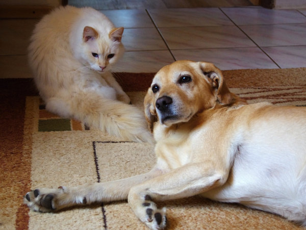 Pes a mačka ako najlepší kamoši