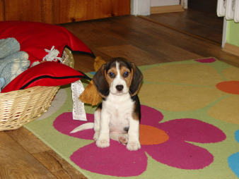 Máme radi zvieratá ...