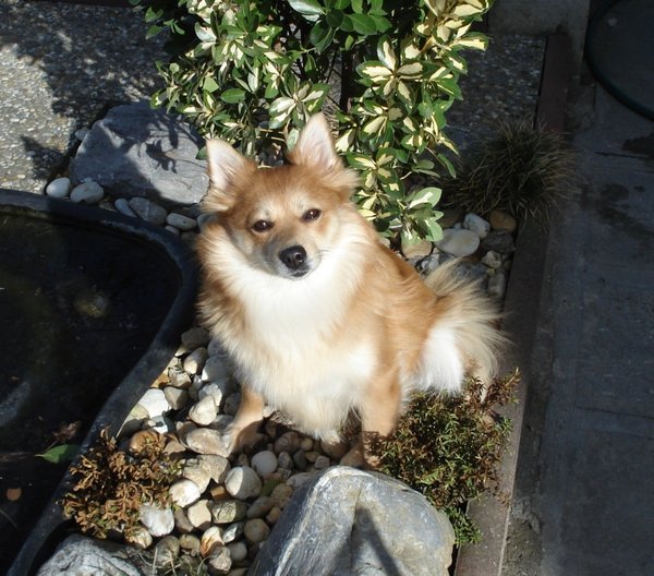 Zatúlaný pes môže už za 2 mesiace patriť niekomu inému