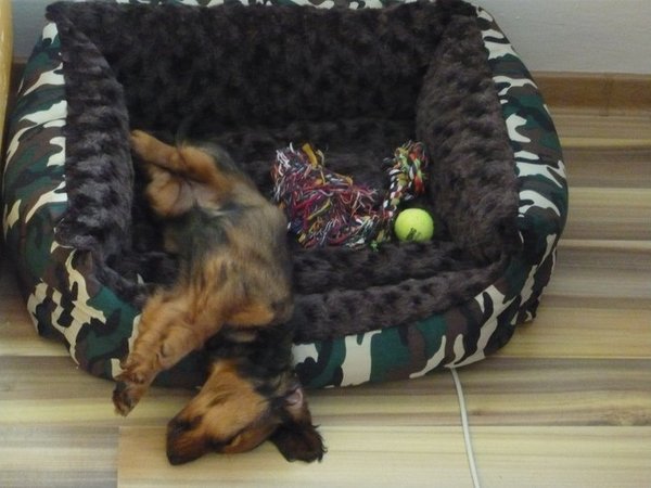 Prečo pes ukazuje bruško?