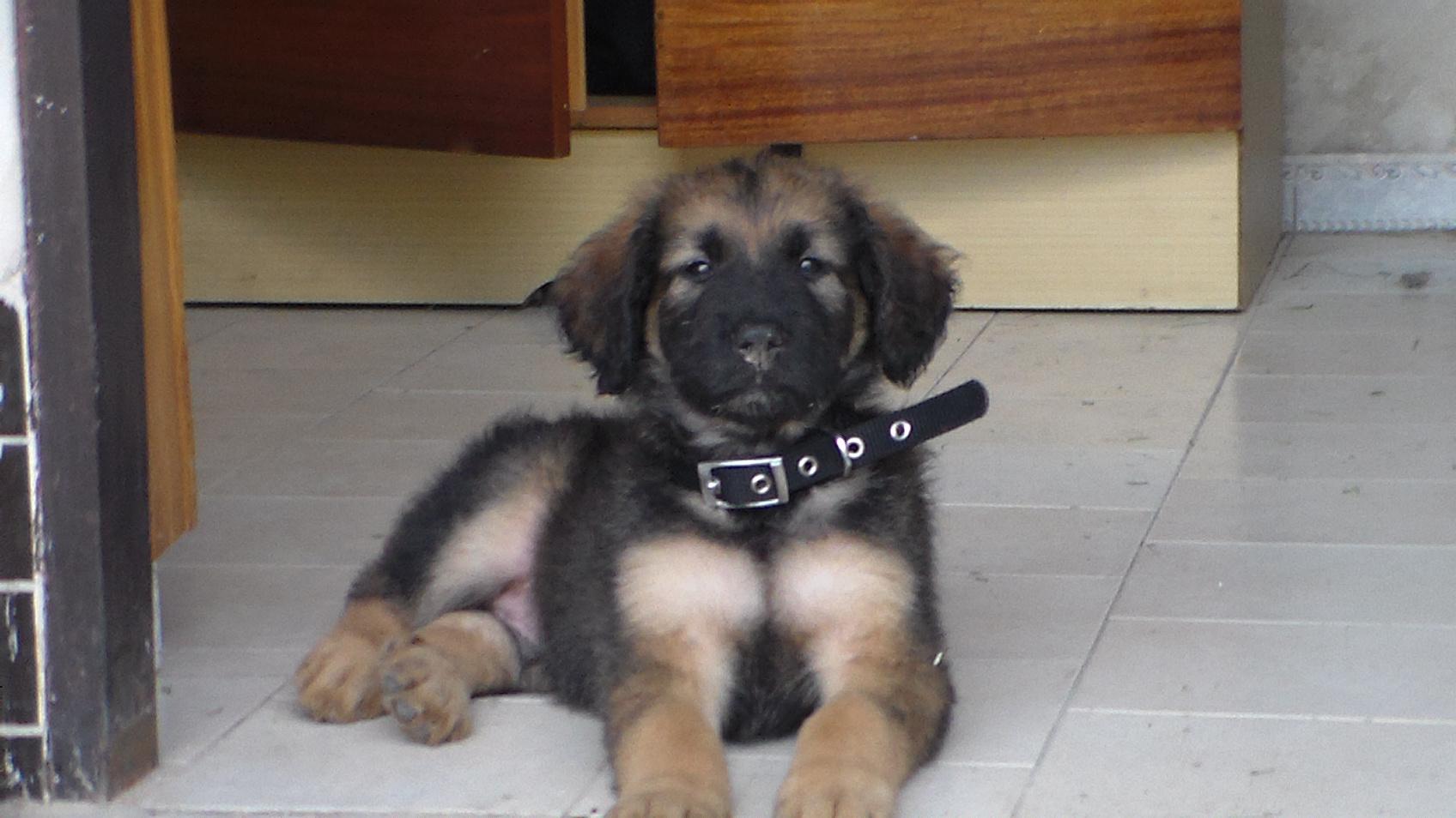 Rozprávanie Apolla, kaukazského pastierskeho psa