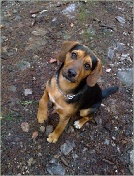 Vyrazte so psom von!