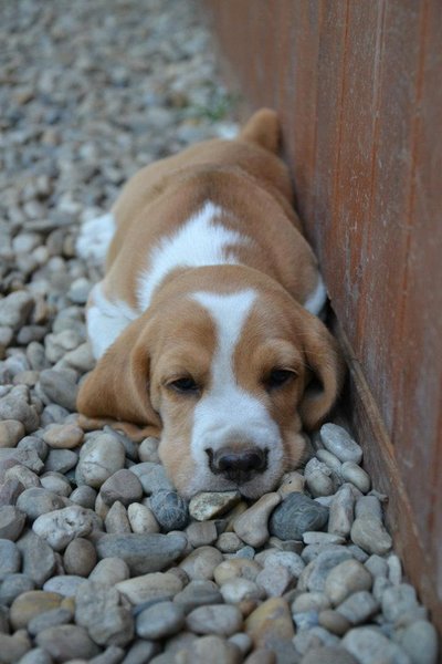 5 častých mýtov o psoch