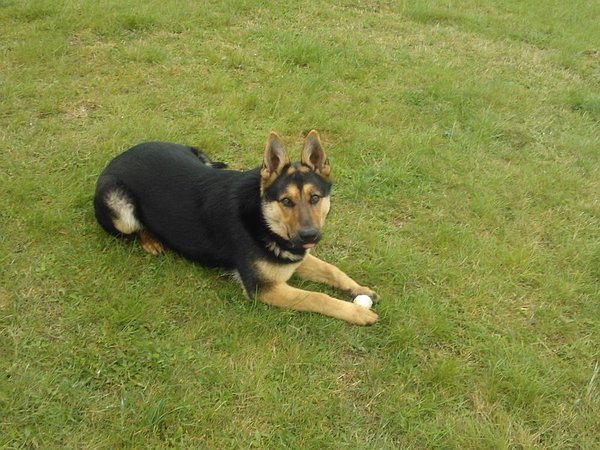 Prečo psy zahrabávajú kosti?