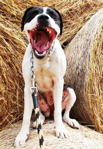 Zívanie - únava aj stres