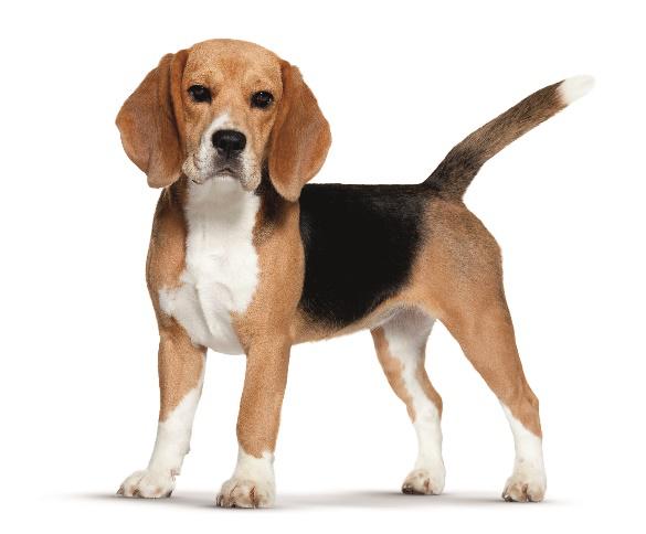 Pozor na stres u vašich zvierat