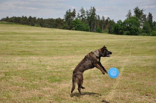 Máte málo času? Venčenie zefektívnite!