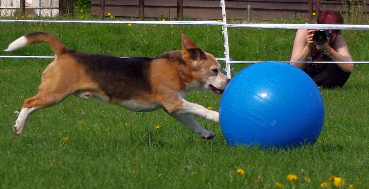 Treibballové kvet (n) ovanie