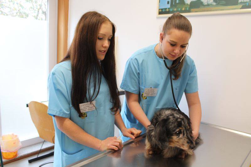 Veterinári z plášťa zbierajú skúsenosti na klinikách v Portugalsku