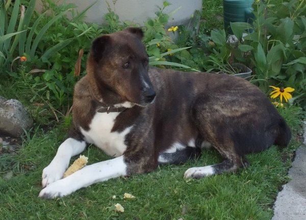 Hľadáte najbližší veterinu? S novu aplikácií je to otázka niekoľkých sekúnd
