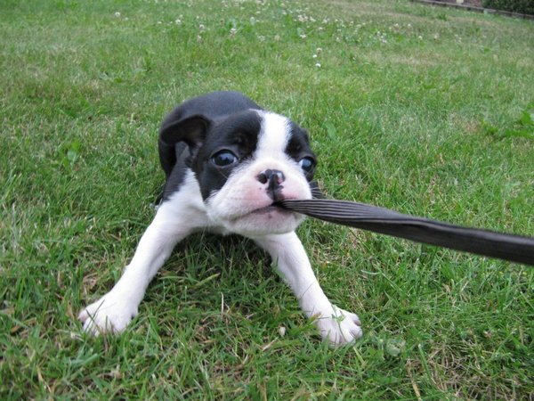 Pozvánka: PesFest 2016