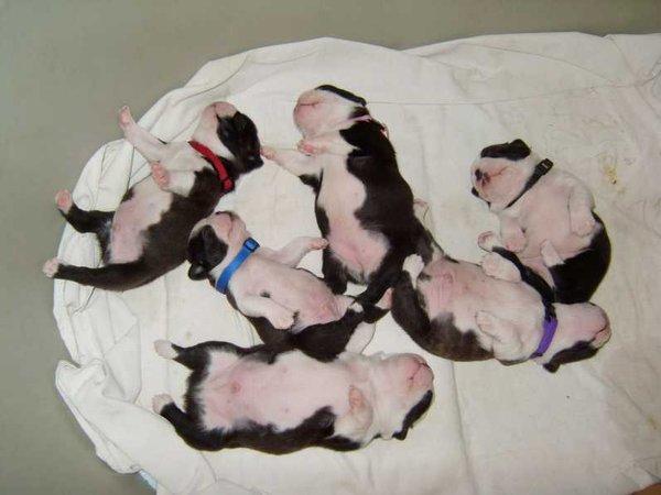 8 príznakov blížiaceho sa pôrodu suky