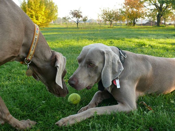 zoznamovacie očuchávanie