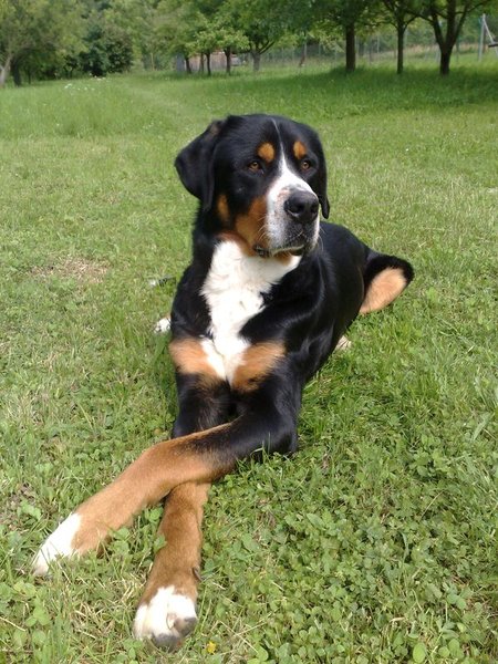 6 tipov, ako vybrať chovného psa