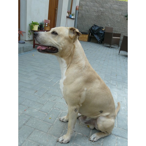 Desatoro pozitívnej motivácie s maškrtami