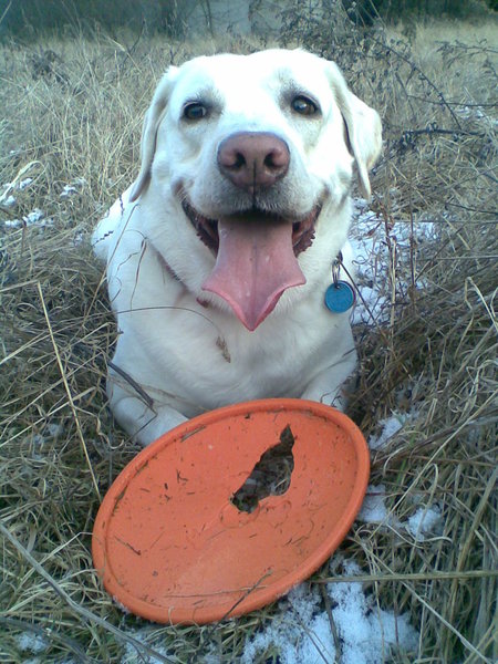 Termoregulácie a výživa v zime