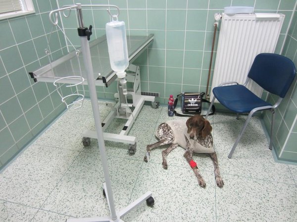 7 rád, ako si vybrať veterinára