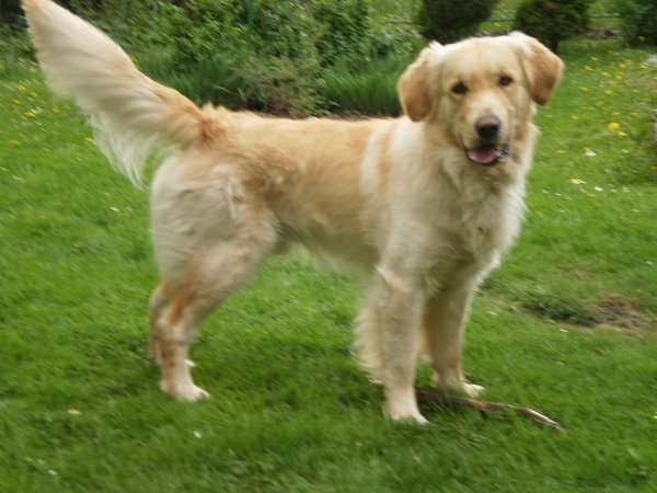 Chvost ako komunikačný prostriedok