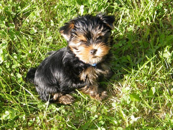 Nepodporujte množiteľa!