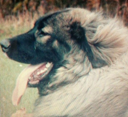 7 faktov o pastierskych psoch