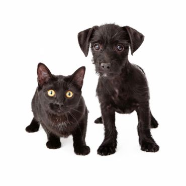 FOR PETS: jedinečný veľtrh pre domácich miláčikov a ich majiteľov