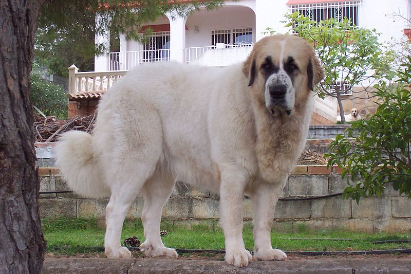 Pyrenejský mastif