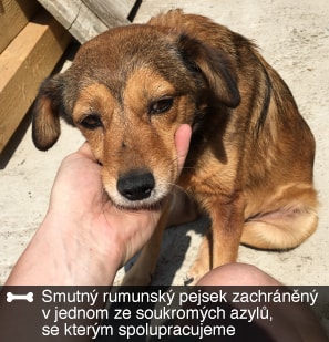 Aká je situácia opustených psov v Rumunsku?