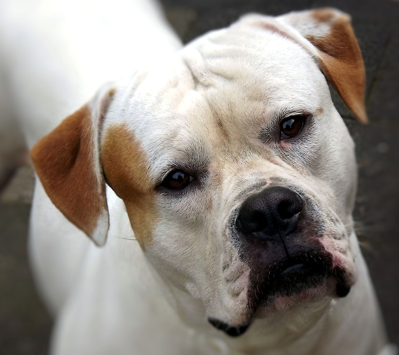 americký buldog