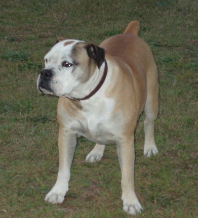 Brazílsky buldog