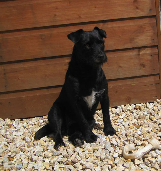 Patterdale teriér