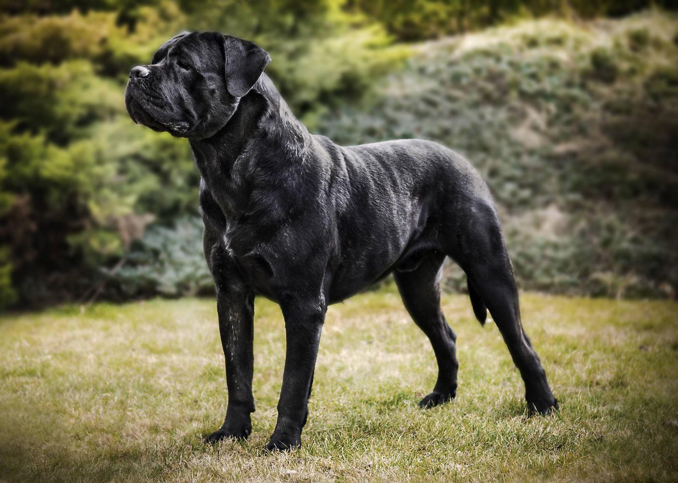 Dedičnosť sfarbenie srsti u psov so zameraním na plemeno Cane Corso