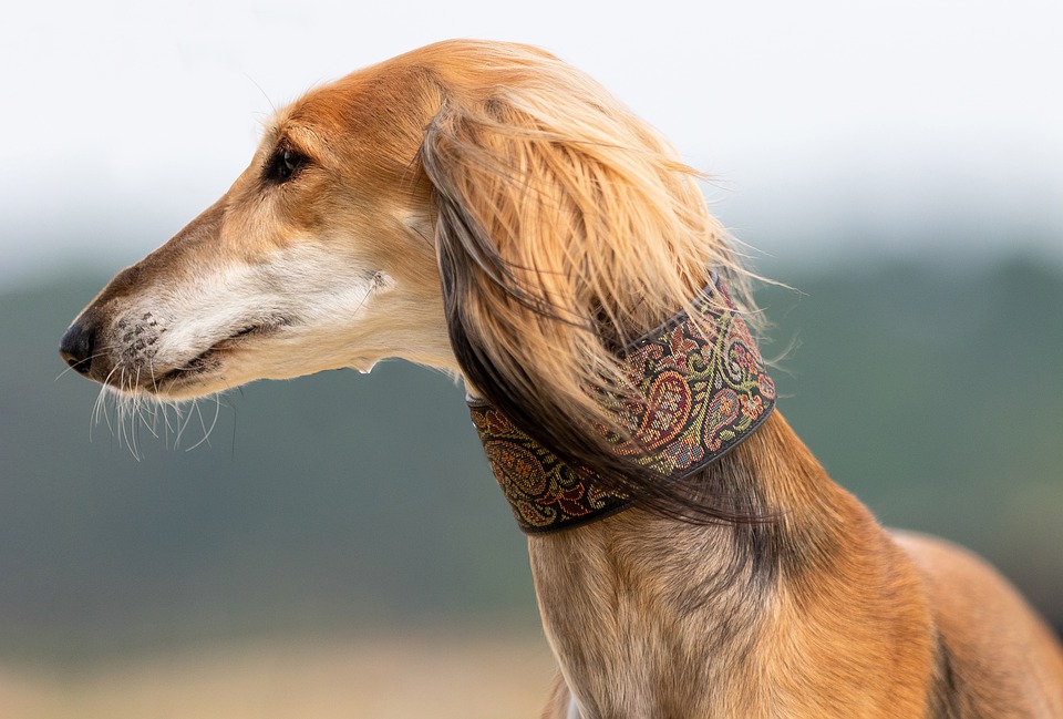 Blíži sa rok 2020 a povinné čipovanie psov. Čo mu hovoria veterinári?